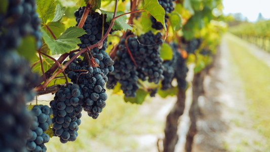 Soufre et vin, décryptage !